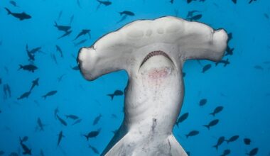 Hammerhead Sharks Up close | National Geographic