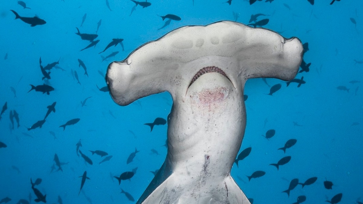 Hammerhead Sharks Up close | National Geographic