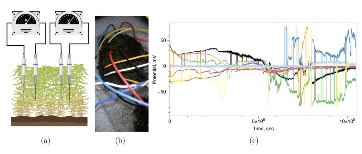 Moss Behaves Like a Network, Transmitting Information a Little Like a Really Slow Brain