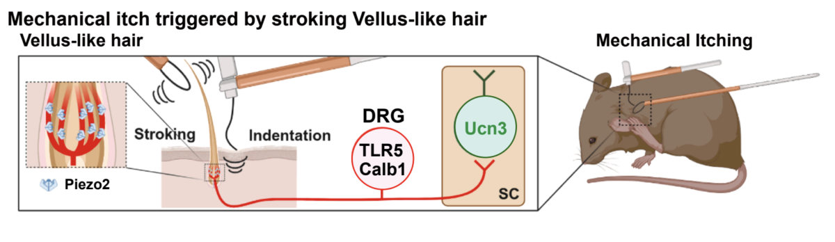 Itching Has Its Own Sensory Organ, Mouse Study Suggests