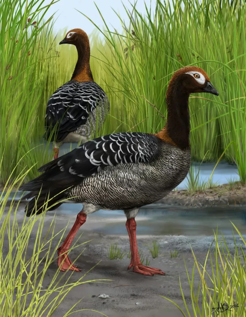St Bathans goose