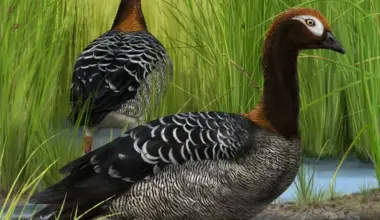 Ancient goose fossil overturns a decades-old theory about giant birds