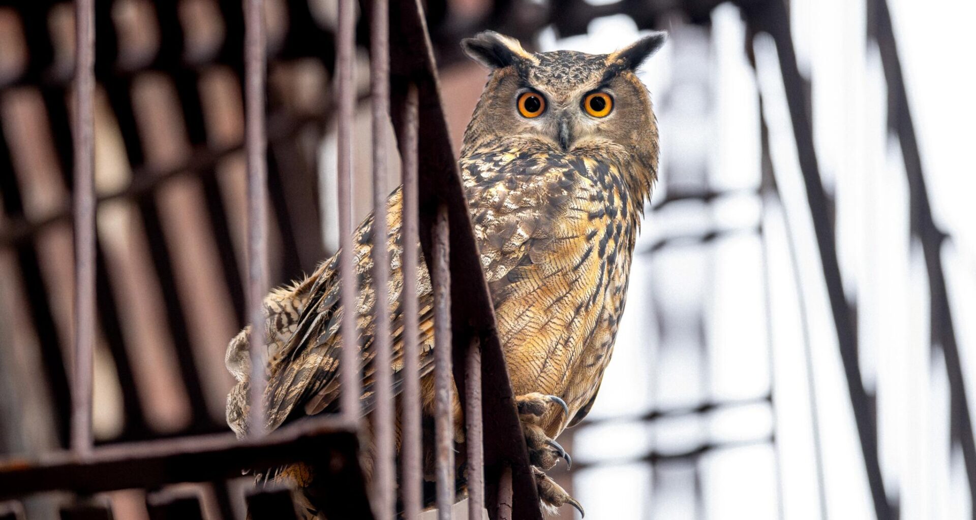 Flaco the Eurasian eagle-owl in a still from director Penny Lane's documentary "Wild Inside." (Courtesy Sandbox Films; photographer David Lei)