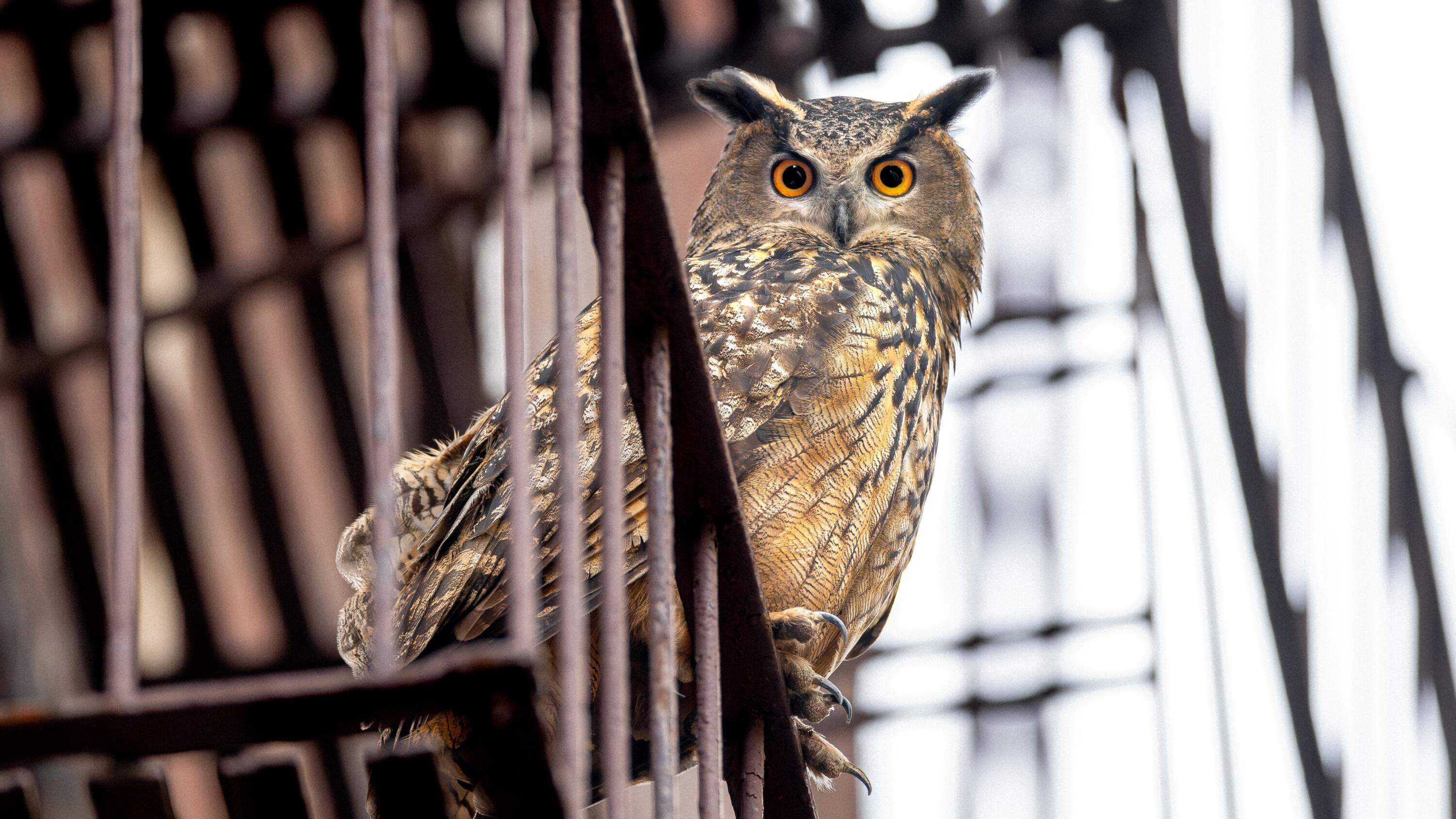 Flaco the Eurasian eagle-owl in a still from director Penny Lane's documentary "Wild Inside." (Courtesy Sandbox Films; photographer David Lei)
