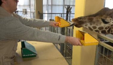 Study finds giraffes may be capable of rudimentary math