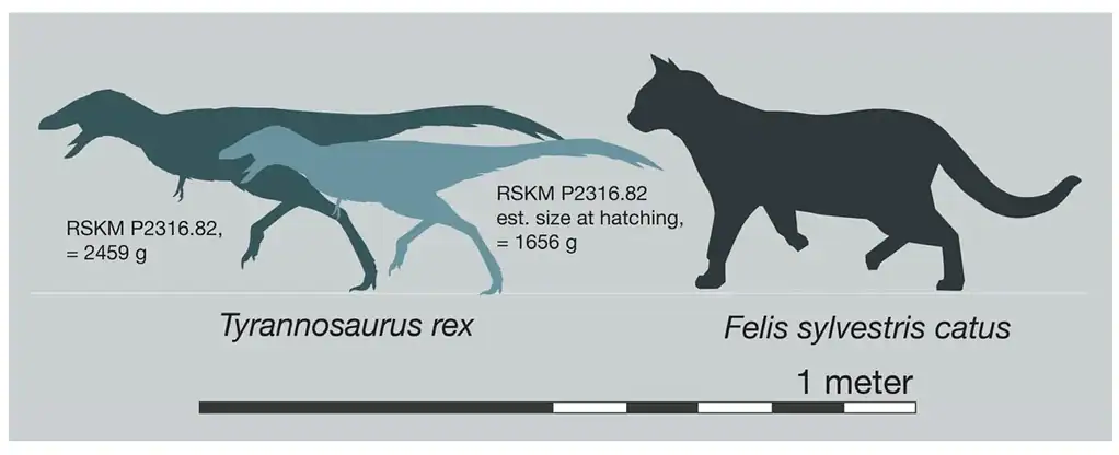Size comparison of a Tyrannosaurus rex at hatching and a domestic housecat.