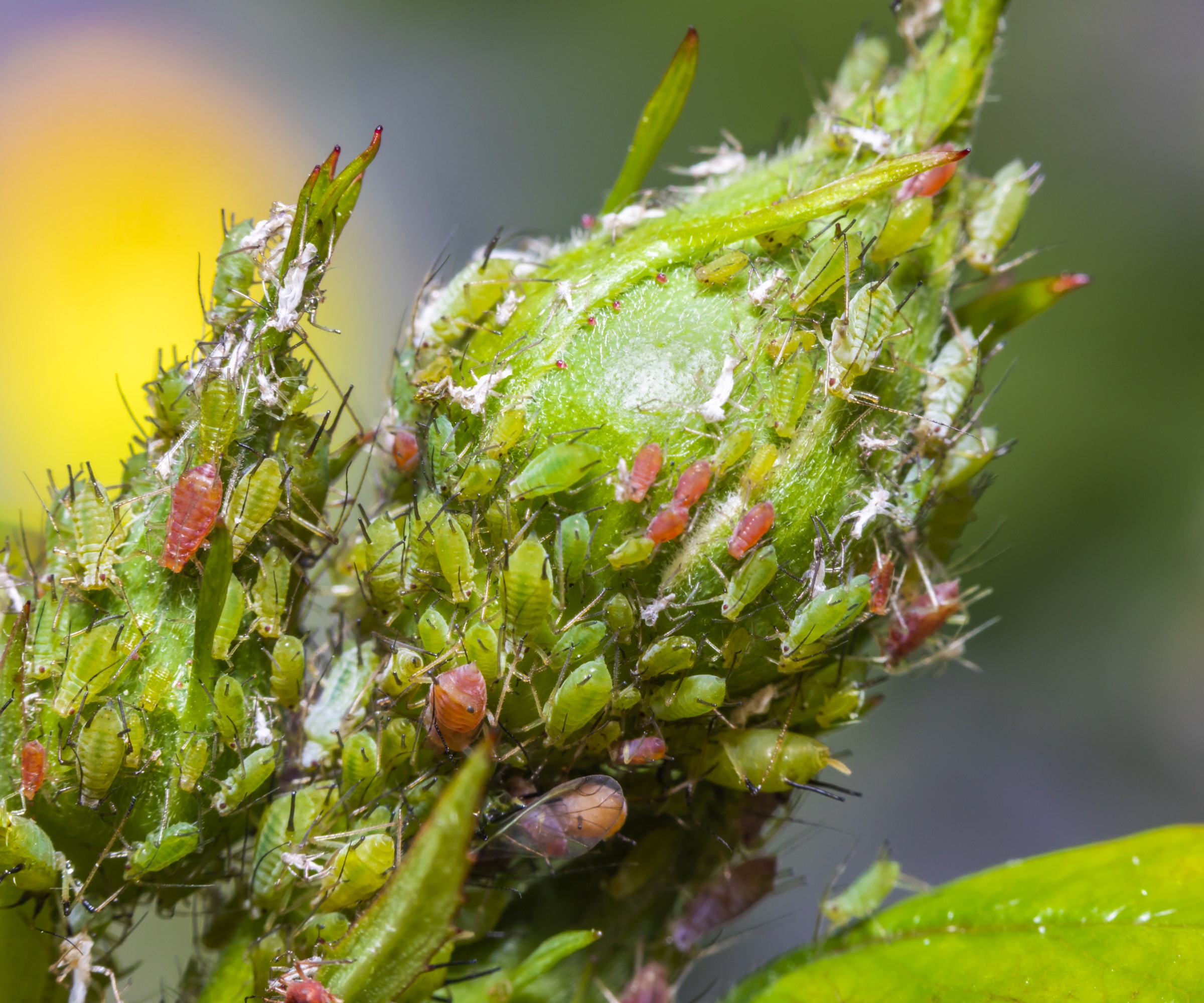 Aphids on a rose bud