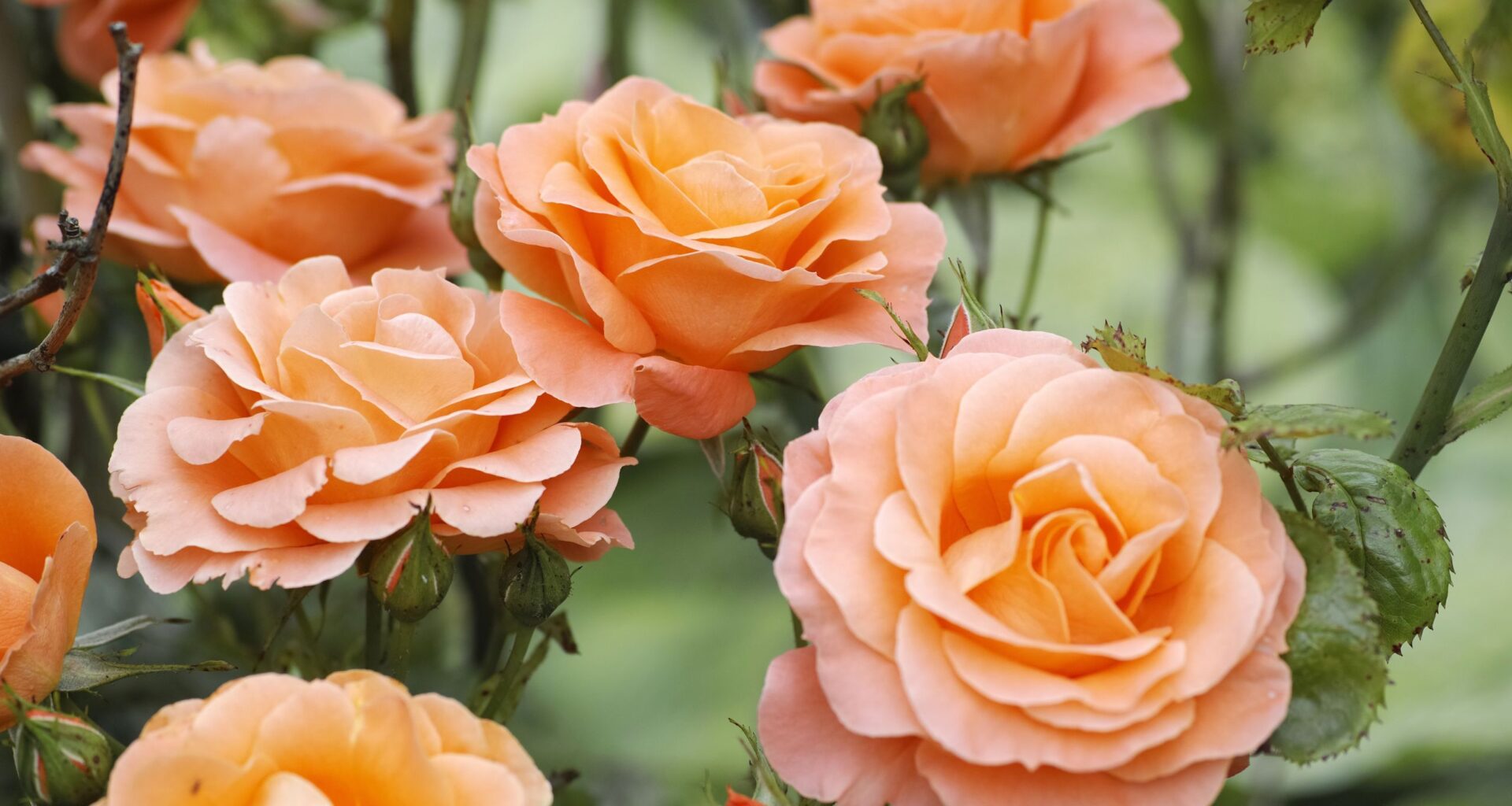 Learn How to Combat Aphids on Roses