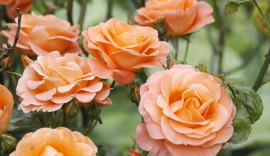 Learn How to Combat Aphids on Roses