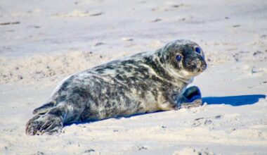 An Adorable Puppy-Eyed Seal Is the Star of These Award-Winning Photos