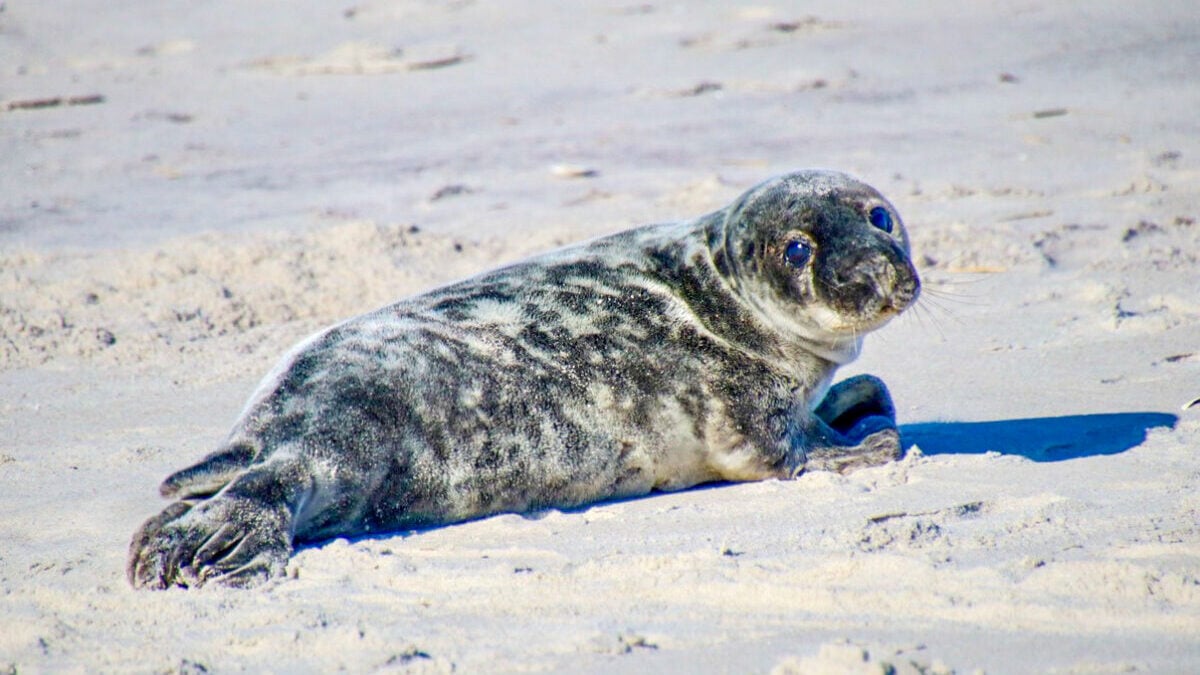 An Adorable Puppy-Eyed Seal Is the Star of These Award-Winning Photos