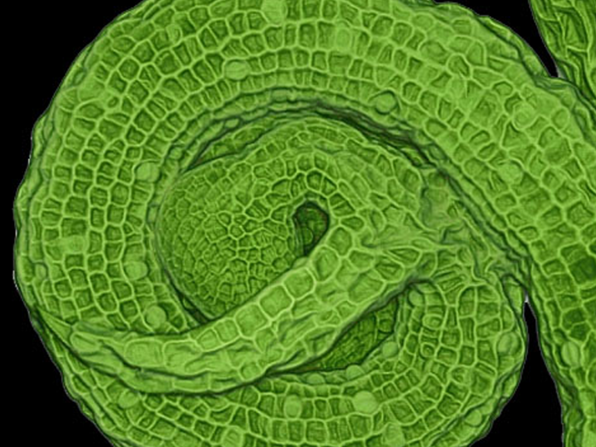 Enrico Coen: Genes, flower shape, and designing life