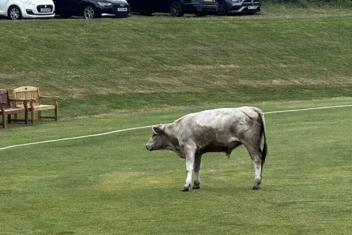 Cricket match abandoned after ‘dangerous’ runaway bull charges playing field
