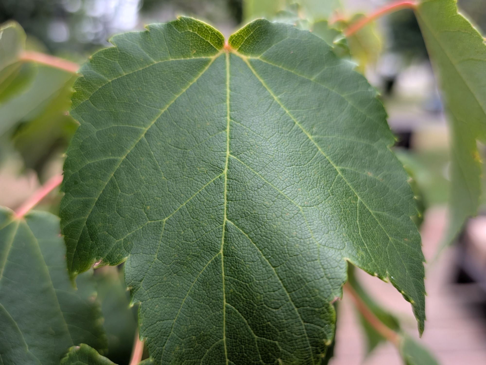 Google Pixel 10a camera sample.