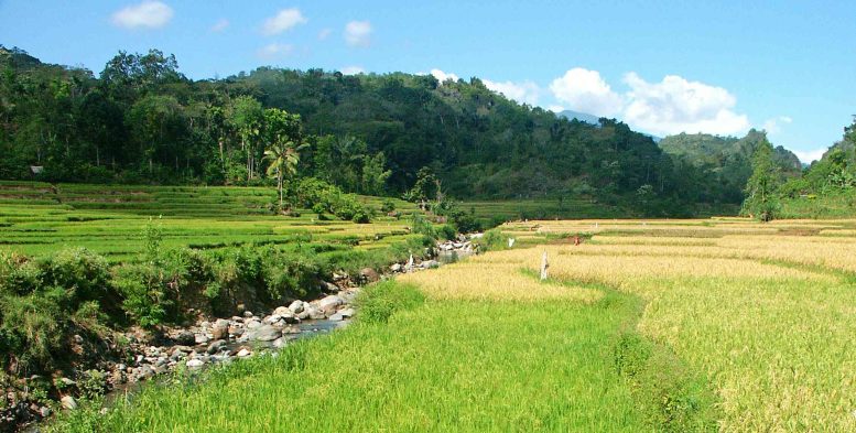 View of the Wae Racang River Looking Upstream From Liang Bua Towards Liang Luar
