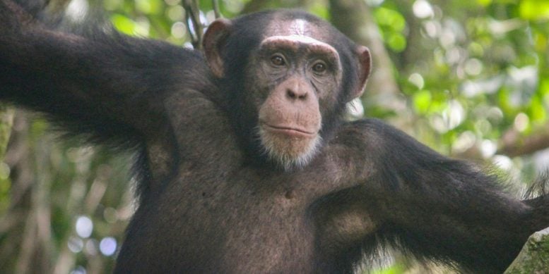 Wild Chimpanzee in West Africa