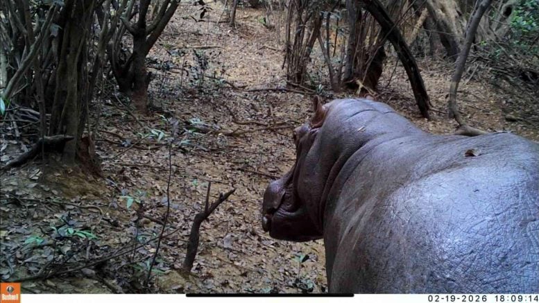 Wild Hippopotamus Captured on Camera