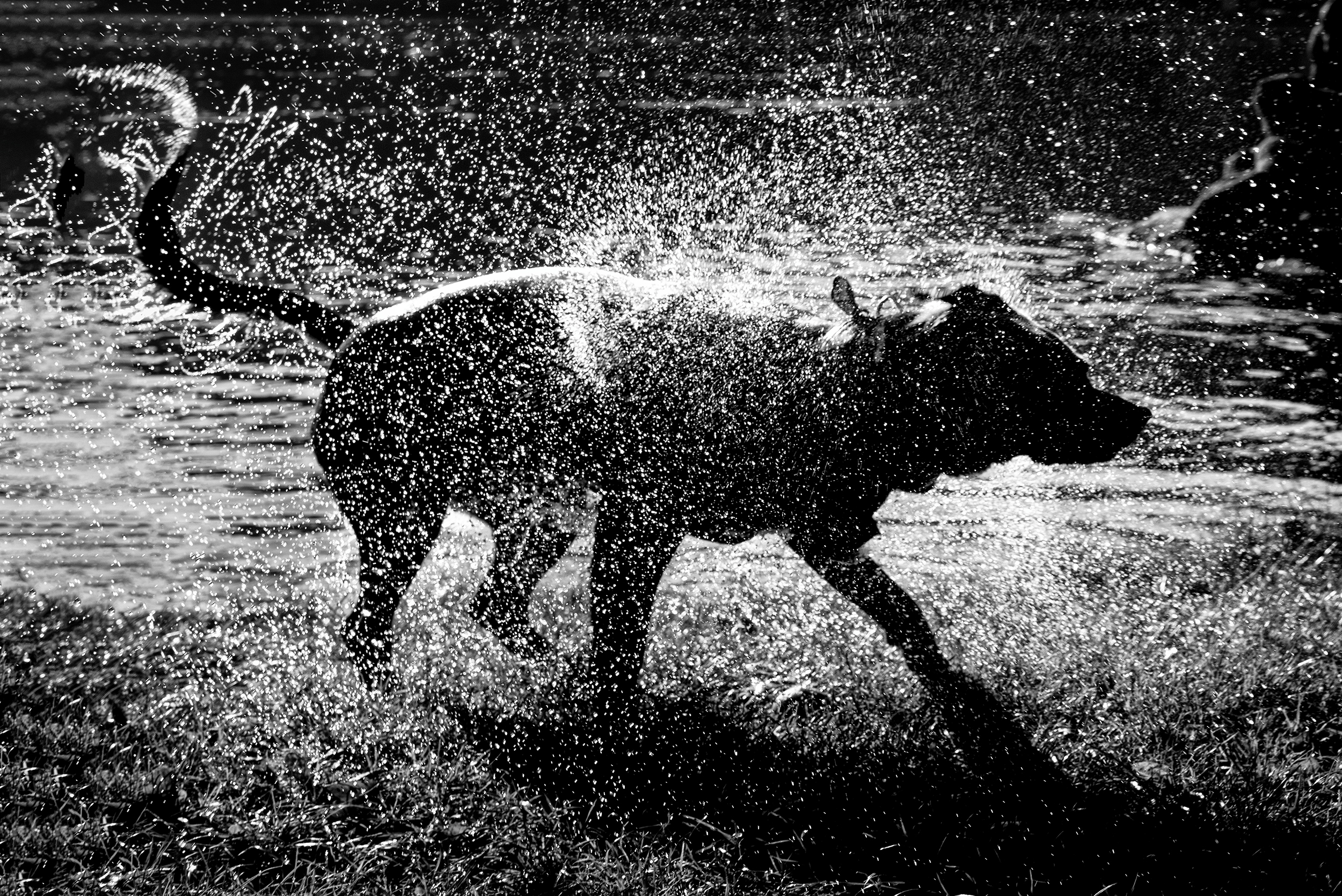 A dark-coated hyena shakes water from its body beside a river in Berlin, droplets catching the light against a black background