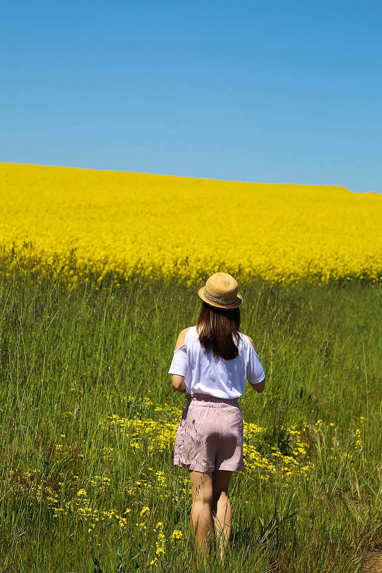 A canola field.jpg