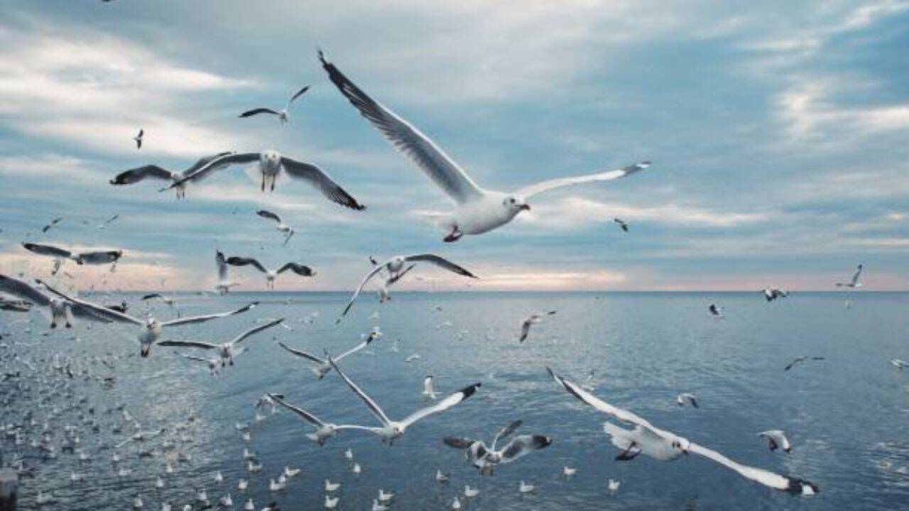 The researchers found that mixed carnivorous fish rely more on cryptobenthic fish in seabird environments, and that the productivity of fish-eating predators soars while invertivore productivity stagnates near seabirds. A changing food web<br><br>