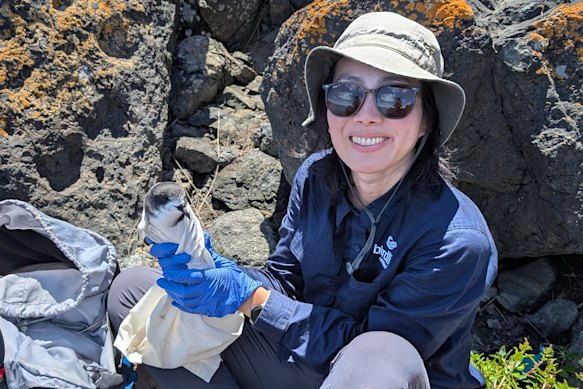 Dr Yuna Kim with a Gould’s petrel. The rare species breeds close to where suspected H5N1 was detected  in NSW for the first time on Friday. 