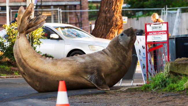 The one-tonne teen elephant seal was practising the dominant behaviours that he will need to master before competing for breeding grounds as an adult.