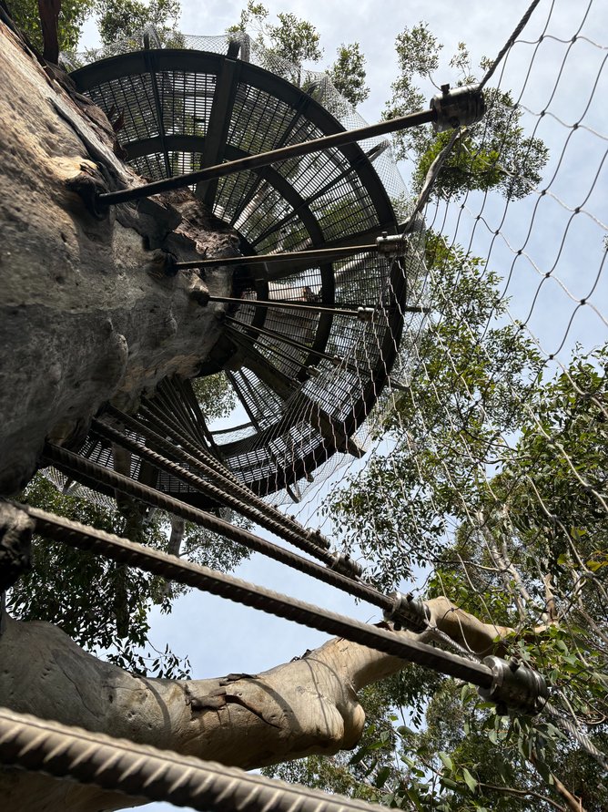 The new viewing platform 37 metres up the Gloucester Tree.