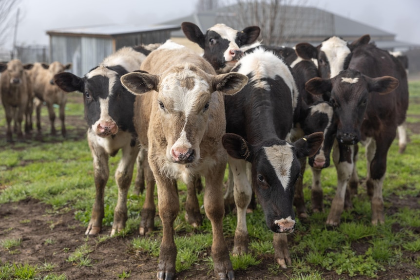 Different coloured calves look directly at the camera