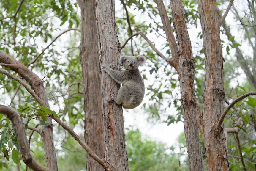 A healthy koala clinging to a tree