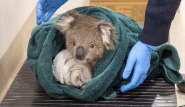 Kids News: Healesville Sanctuary returns koala joey to the wild