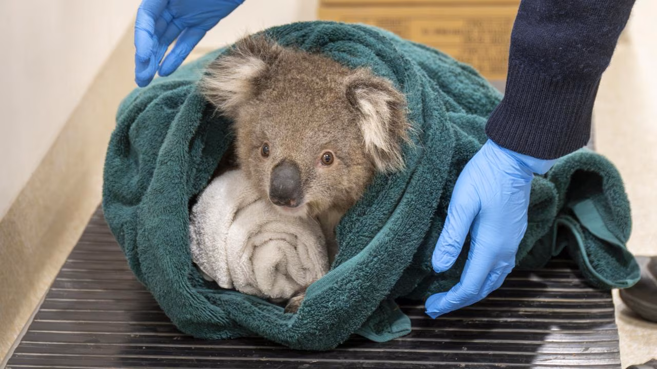 Kids News: Healesville Sanctuary returns koala joey to the wild