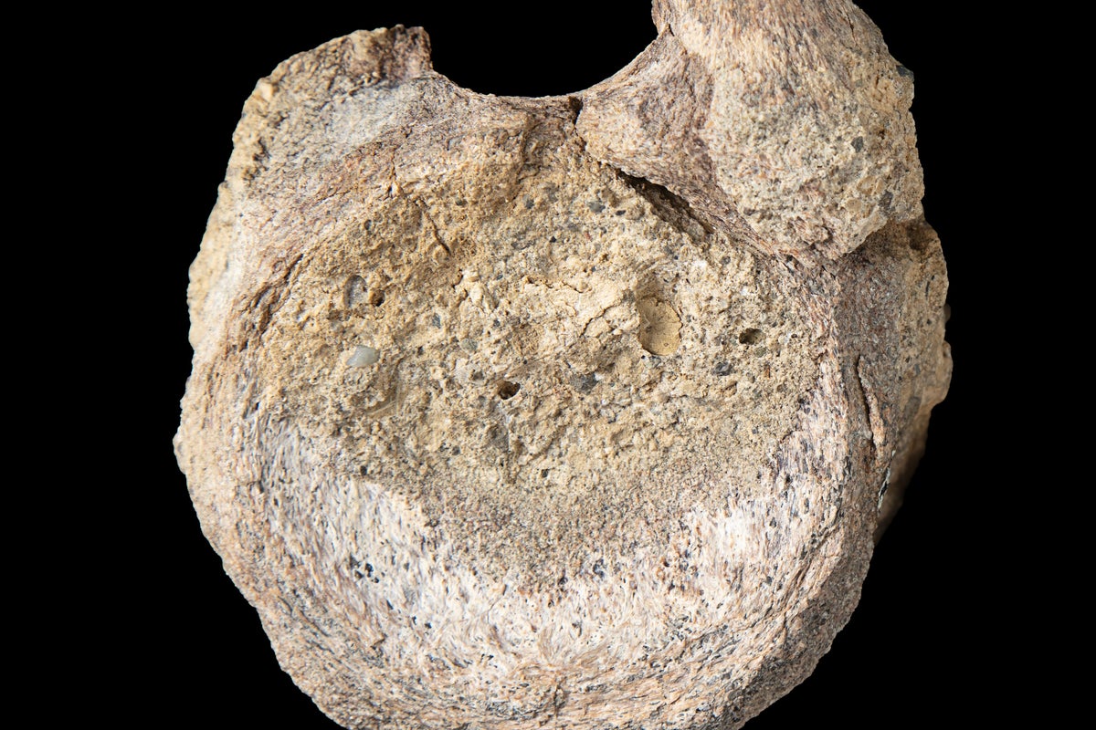 A dinosaur fossil sat forgotten in a drawer since 1985 until scientists realized what it was