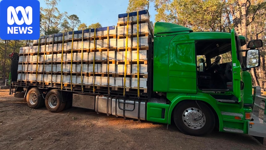 'Humming' road trains deliver millions of WA bees to varroa mite-ravaged SA