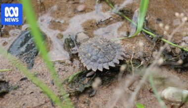 Flooding damages nesting sites for endangered white-throated snapping turtles