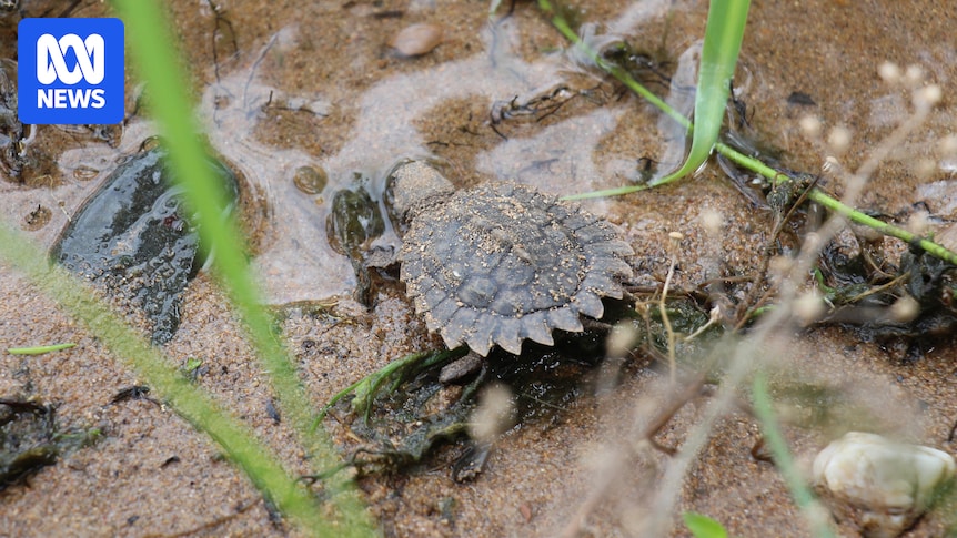 Flooding damages nesting sites for endangered white-throated snapping turtles
