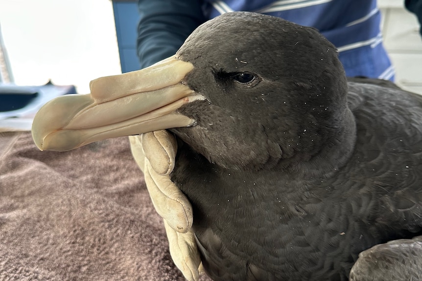 A black bird with a large albatross-like white beak held by a gloved hand on a towel.