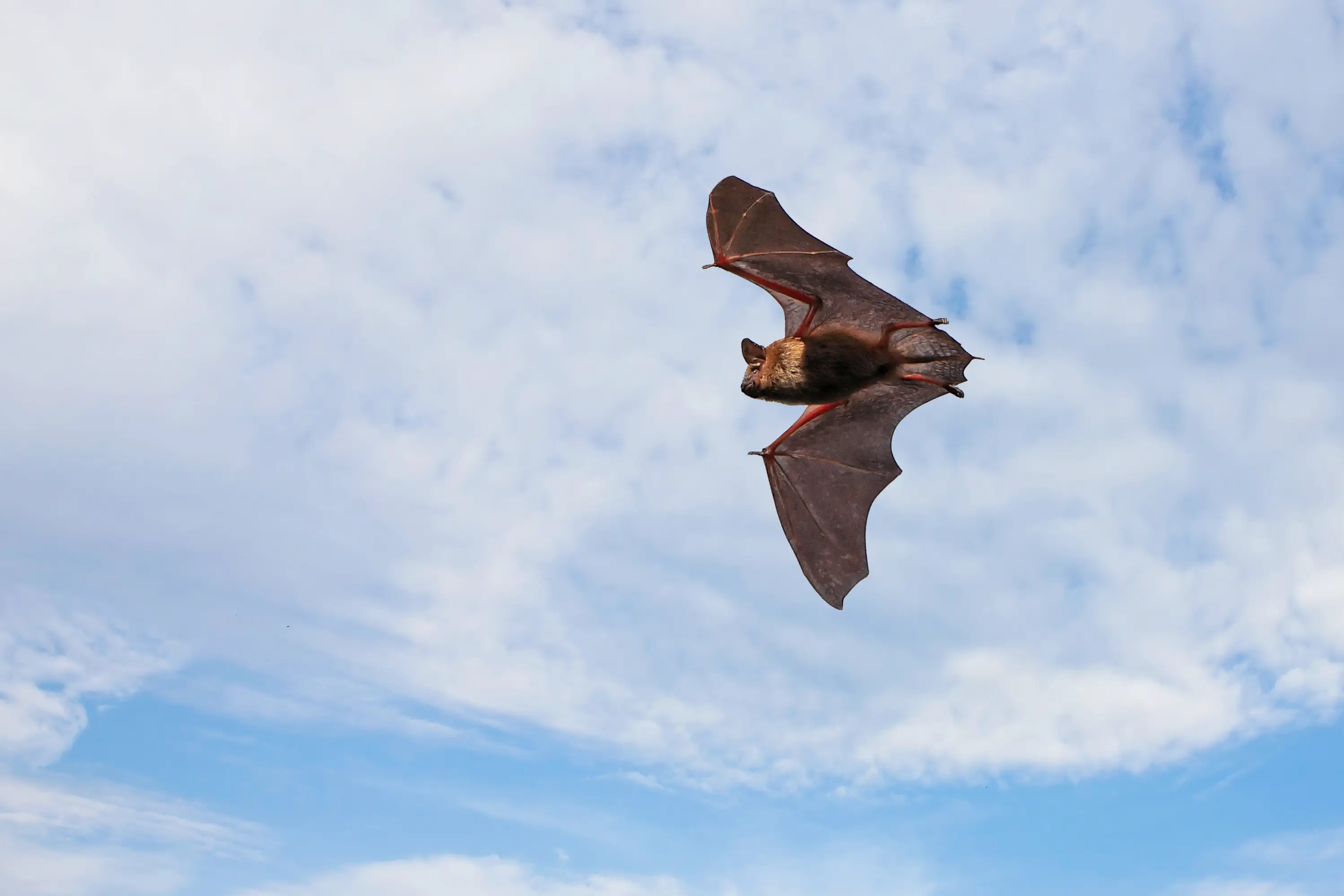 The boy had no visible signs of a bat bite or scratch. (Getty Stock)