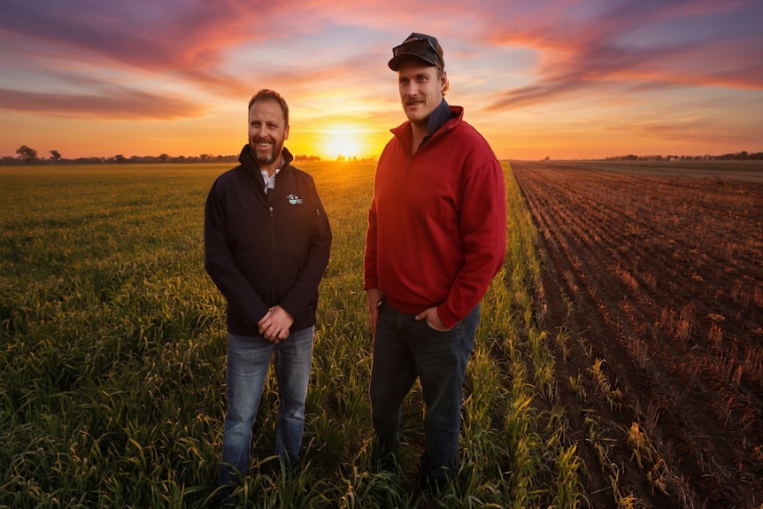 Two men standing in front of crops at sunset.