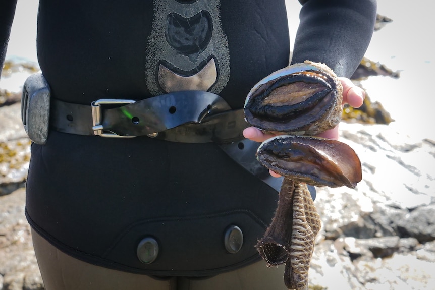 Shot of two abalone in the hand of a diver in wetsuit and weight belt