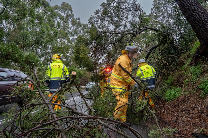 CFS clearing downed trees on a road in Bridgewater on Thursday July 2, 2026.