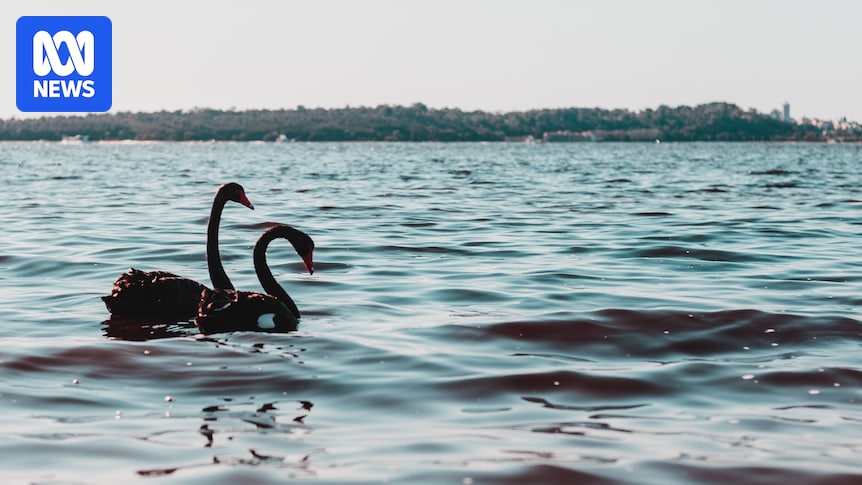 International experts say surveilling local birds, marine mammals a 'priority' in bird flu response