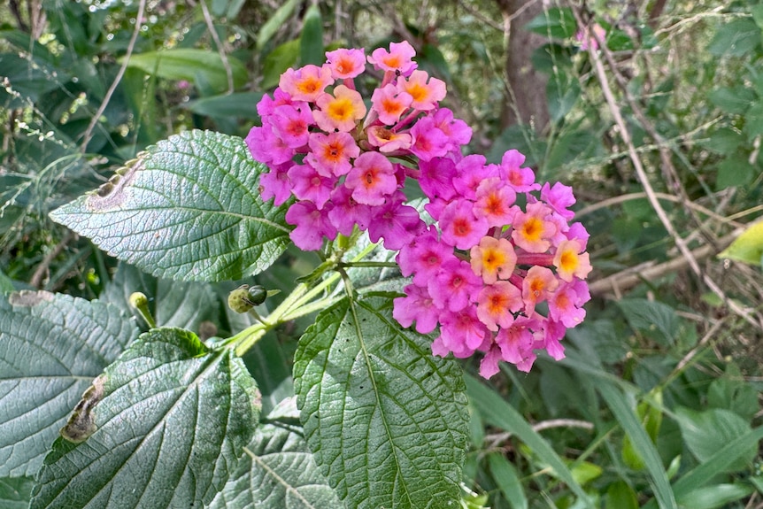 A pretty pink and orange flower on a dark green leafed plant.