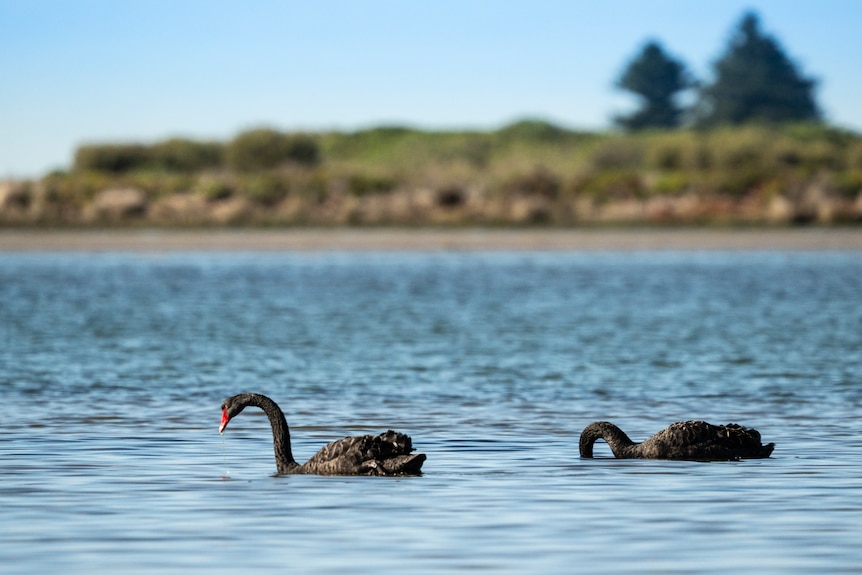 Two black swams swim on a lake in the Coorong.