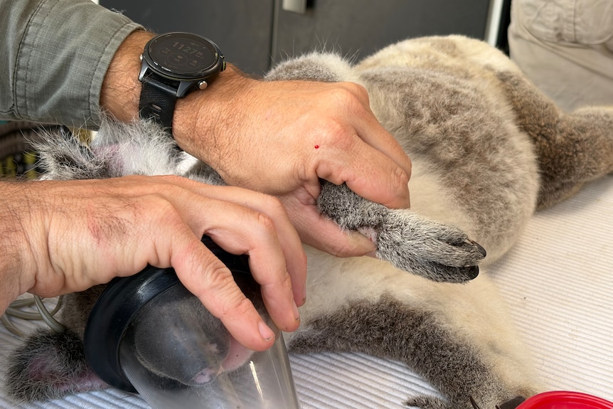 A person's hands holding an oxygen mask on a koala's face.