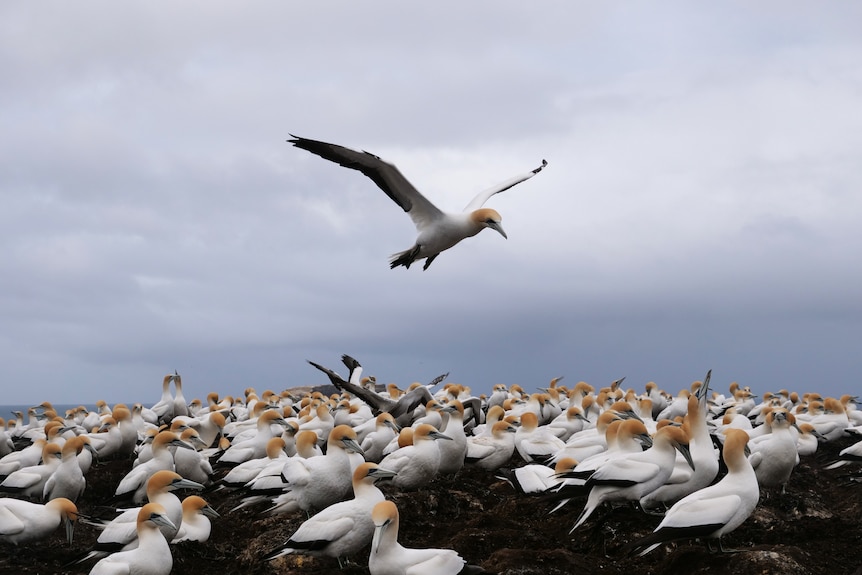 A group of white and black sea birds nesting, with one flying in the sky.