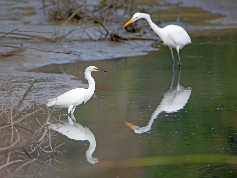 Two white egrets stand in the water.