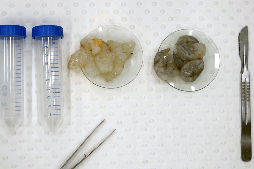 Samples of two different kinds of prawns in glass containers in a laboratory.