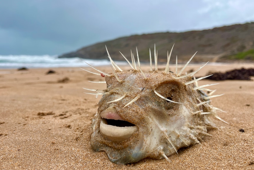 The remains of a large puffed up globe fish sit on the sand of a surf beach.