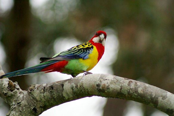 An Eastern Rosella, the inspiration behind the hit song. 