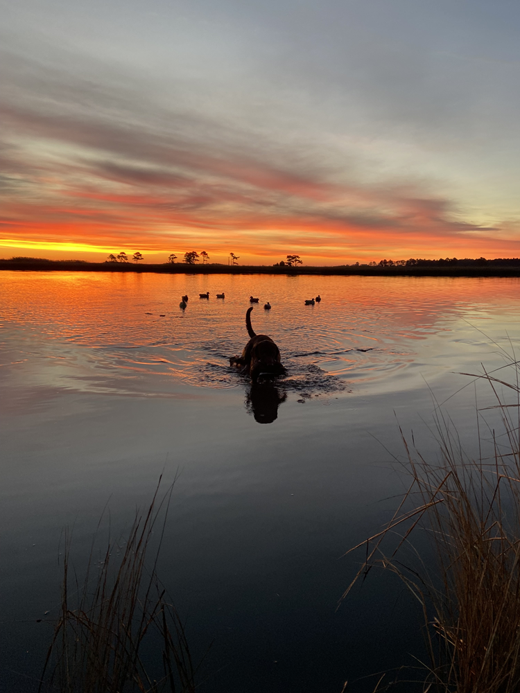 A dog emerges from the water with a wounded duck in its mouth as the sun rises.